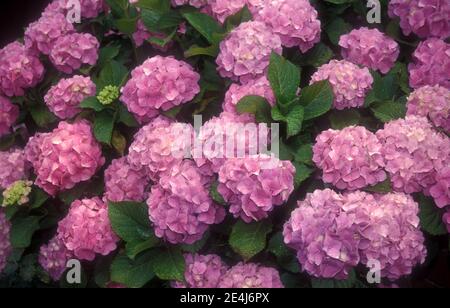 PINK HYDRANGEA MACROPHYLLA FLOWERHEADS IN FULL BLOOM Stock Photo