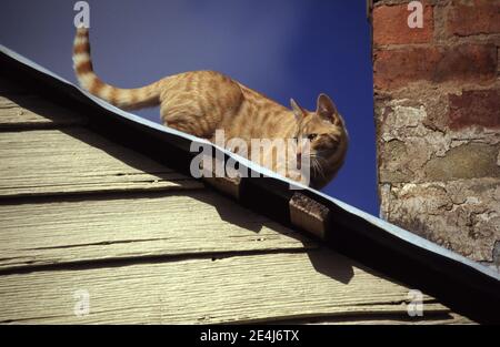 GINGER CAT ON THE ALERT AS IT CLIMBS ALONG THE ROOF OF AN OLD SHED. TASMANIA, AUSTRALIA. Stock Photo