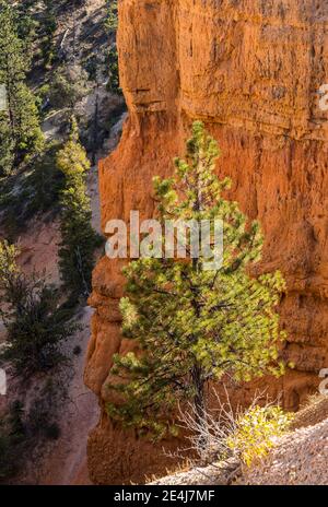 A tree against a crimson cliff in Bryce Canyon National Park, Utah, USA. Stock Photo