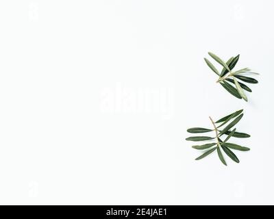 Two olives tree branches on white background. Top view or flat lay. Olives leaves or branches isolated on white with copy space Stock Photo