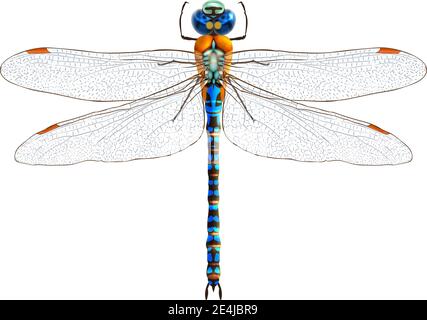 Insect realistic dragonfly isolated on white background vector illustration Stock Vector