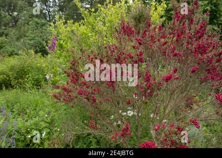 Bright Red Flowers of the Summer Flowering Tea Tree or Manuka Plant (Leptospermum scoparium 'Red Damask') in the Permaculture Garden at Tapeley Park Stock Photo