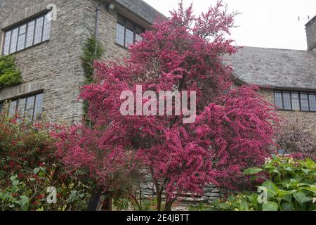 Pink Flowers on a Summer Flowering Manuka or Tea Tree Shrub (Leptospermum scoparium) Growing in a Country Cottage Garden in Rural Devon, England, UK Stock Photo