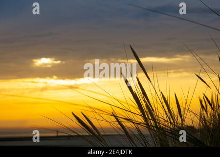 Marram grass at sunset, Borkum, East Frisian Island, East frisia, Lower Saxony, Germany, Europe Stock Photo