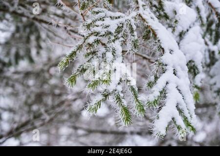 Fir tree branches covered with snow Stock Photo