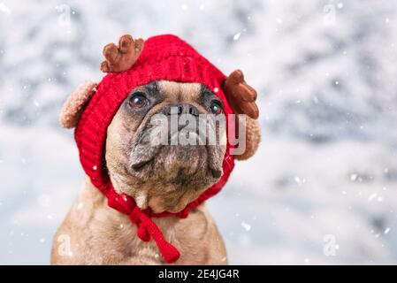 French Bulldog dog wearing red knitted hat with reindeer antlers and ears in front of blurry snow background Stock Photo