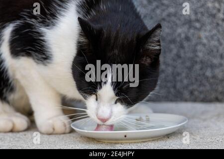 cat eating milk