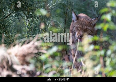 Lynx hiding behind leaves and bushes, cleaning and licking his paws with its eyes closed in landscape format Stock Photo