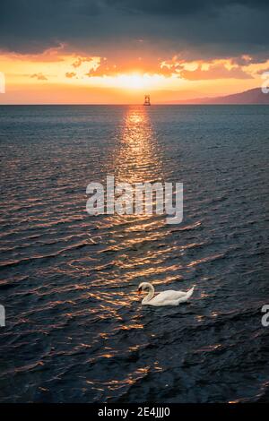 Mute swan (Cygnus olor) on lake at sunset Stock Photo