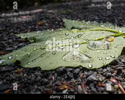 Water droplets on green fallen leaf Stock Photo