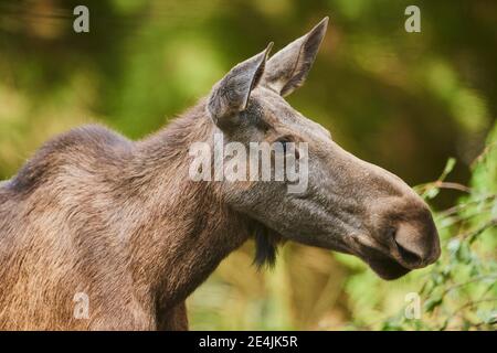 Elk (Alces alces), Moose cow, Portrait, Bavarian Forest National Park, Bavaria, Germany Stock Photo