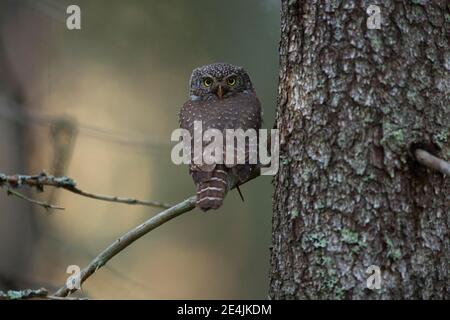 Pygmy owl (Glaucidium passerinum) sitting on a branch in a boreal coniferous forest, Northern Ostrobothnia, Finland Stock Photo