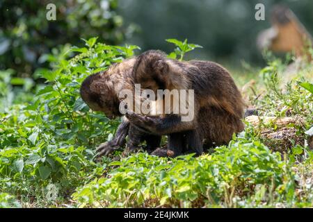 Black Capuchin Monkey looking at his own hands Stock Photo