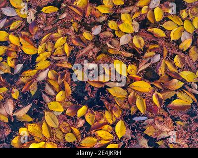 Fallen autumn leaves floating in pond Stock Photo