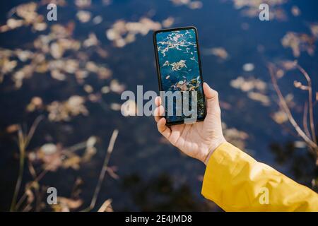 Womans hand holding smart phone, photographing yellow Autumn leaves Stock Photo