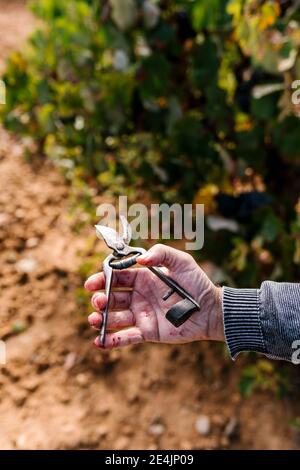 Man's hand holding scissor to harvest Stock Photo