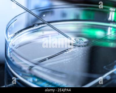 Nuclear transfer being carried out on several embryonic stem cells used in cloning and genetic modification at laboratory Stock Photo