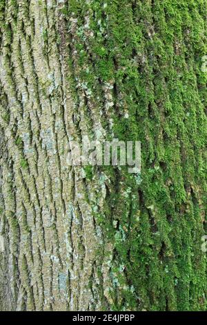 Bark of maple tree, Switzerland Stock Photo