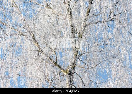 Silver birch (Betula pendula), weeping birch, white birch, warty birch, birch tree, birch, full of hoar frost in winter, Oetwil am See, Switzerland Stock Photo