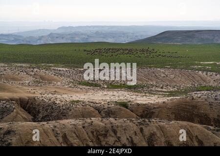 A flock of sheep grazing on a mountainside Stock Photo