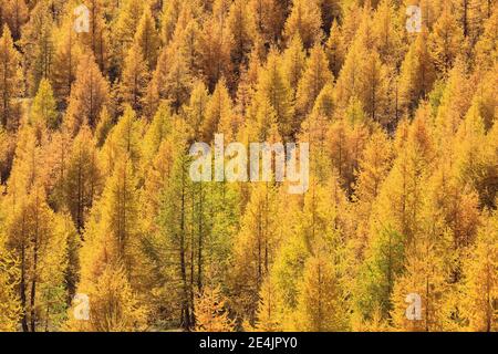 Larch forest in autumn (Larix decidua) mill, Larch trees, Switzerland Stock Photo