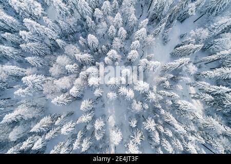 Drone shot of winter forest, canton Zug Switzerland Stock Photo