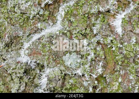 Tree bark with hoarfrost Stock Photo