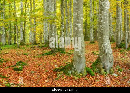 Beech forest in autumn, Switzerland Stock Photo