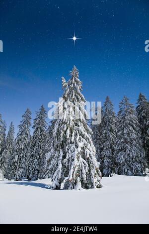 Snow-covered fir trees at night, Switzerland Stock Photo