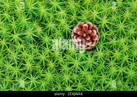 Pine cones in maidenhair moss Stock Photo