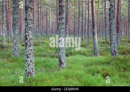 Scots pine (Pinus sylvestris), Cairngorms NP, Scotland, United Kingdom Stock Photo
