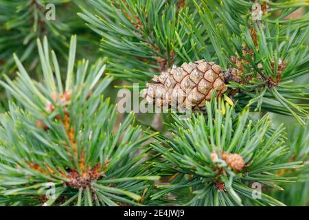 Scots pine (Pinus sylvestris) Cones Stock Photo