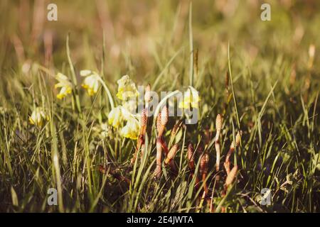 Horsetail plant or Equisetum herb growing in spring forest Stock Photo