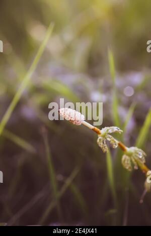 Horsetail plant or Equisetum herb growing in spring forest Stock Photo