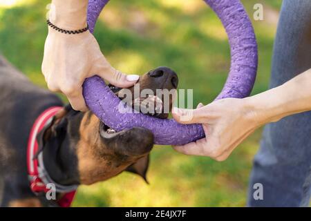 Doberman puppy training. ring and mouth close-up. the dog grabbed the ring Stock Photo