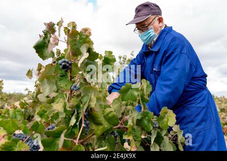 Elderly man harvesting black grapes in farm during COVID-19 Stock Photo