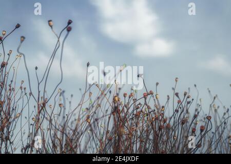 Scruffy withered poppies in autumn, above a cloudy sky Stock Photo