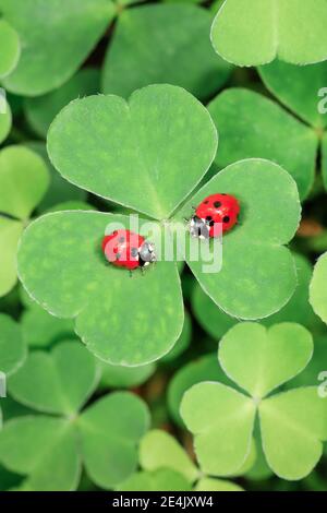 Seven-spot ladybird on clover, Switzerland Stock Photo