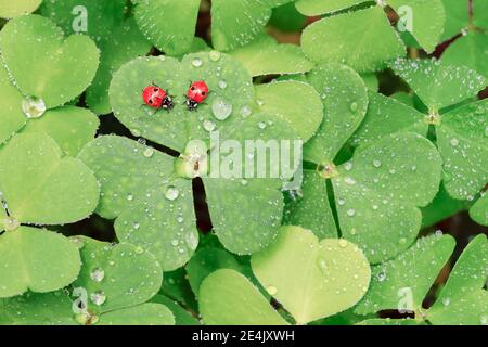 Two-spot ladybird on clover, Switzerland Stock Photo
