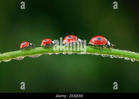 Two-spot ladybird on blade of grass, Switzerland Stock Photo