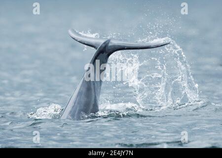 Dolphin, Bottlenose dolphin (Tursiops truncatus) Stock Photo