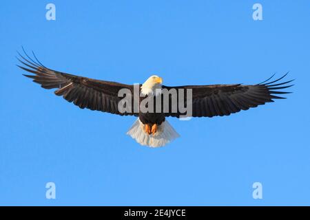 Bald eagle (Haliaeetus leucocephalus), Homer, Kenai Peninsula, Alaska, USA Stock Photo