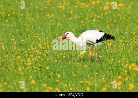 White stork (Ciconia ciconia), White stork, Zuercher Oberland, Switzerland Stock Photo