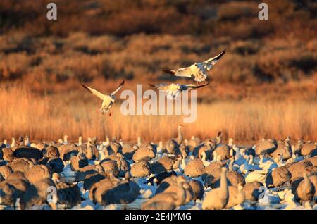 Snow goose (Anser caerulescens), Sandhill crane, Grus canadensis, Canada crane, USA Stock Photo