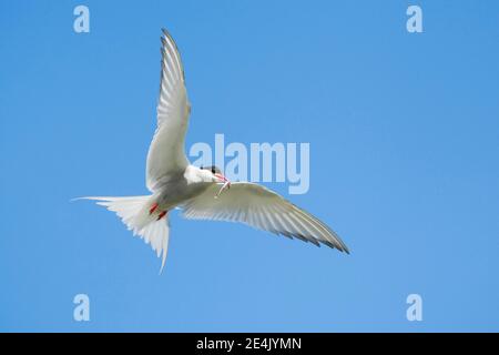 Arctic Tern (Sterna paradisaea) Stock Photo