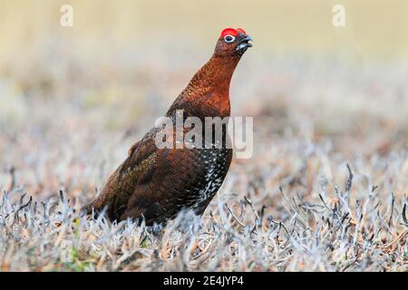 Willow Grouse, Scottish Willow Grouse (Lagopus lagopus scoticus), Red Grouse, Cairngorms NP, Scotland, Great Britain Stock Photo