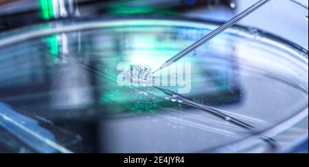 Scientific research of nuclear transfer being carried out on several embryonic stem cells in petri dish Stock Photo