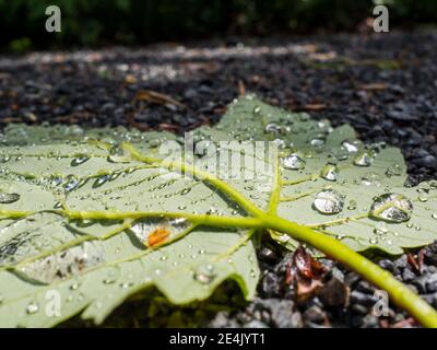 Water droplets on green fallen leaf Stock Photo