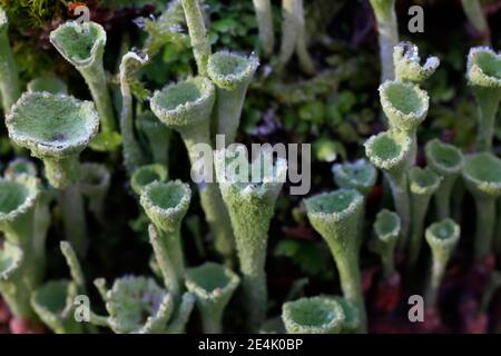 Trumpet lichen growing on tree trunk in Winter Stock Photo