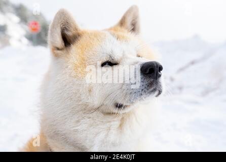 Akita inu dog sitting looking away during winter Stock Photo